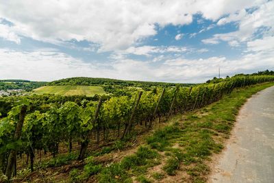 Scenic view of agricultural field against sky