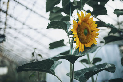 Low angle view of sunflower growing in greenhouse