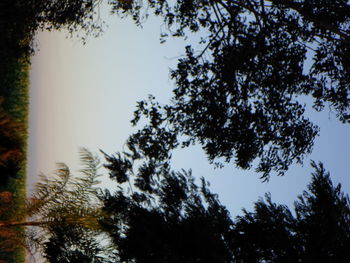 Low angle view of trees against sky