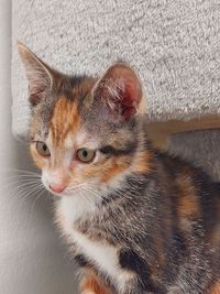 Close-up of a cat looking away