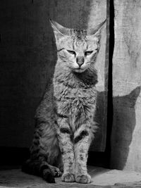 Portrait of cat sitting outdoors