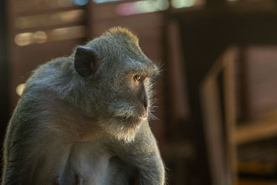 Close-up of a monkey looking away