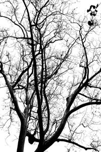 Low angle view of bare trees against sky