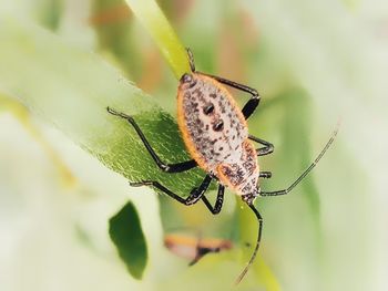 Close-up of spider on plant