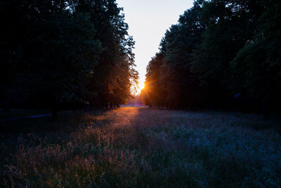 Trees on field against sky at sunset