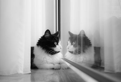 Cat looking through window at home