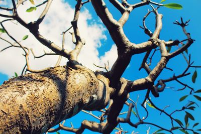 Low angle view of bare tree against cloudy sky