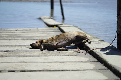 Dog lying in a water