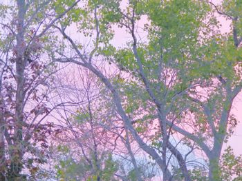 Low angle view of trees