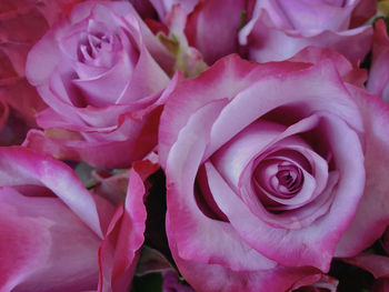 Close-up of pink roses