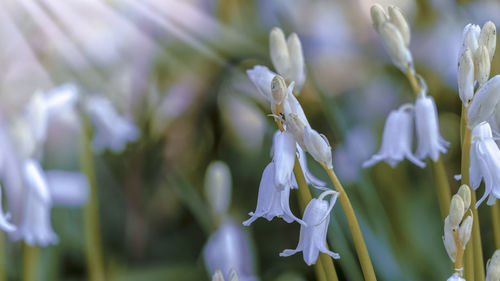 Close-up of white flowering plant