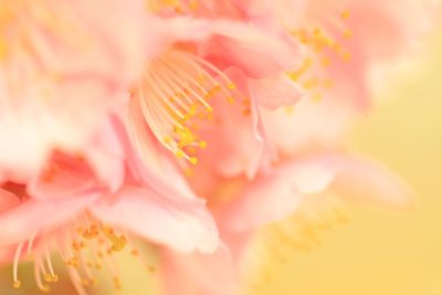 Close-up of pink flower