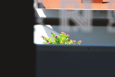 Close-up of plant against window