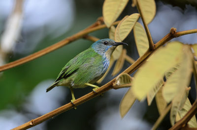 Close-up of bird perching on branch