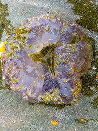 Close-up of starfish on rock at beach