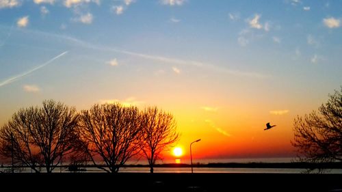 Silhouette bare trees against sky during sunset