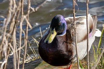 Close-up of mallard duck