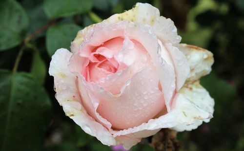 Close-up of wet rose