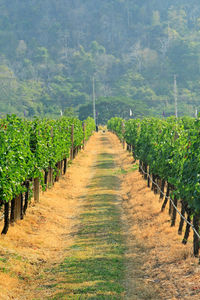 View of vineyard against plants