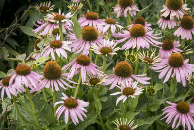 Close-up of purple flowering plants