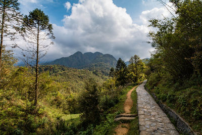 Scenic view of forest against sky