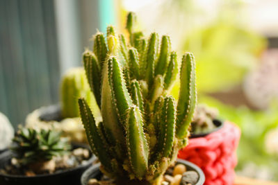 Close-up of succulent plant