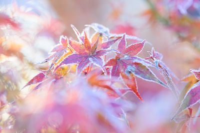 Close-up of maple leaves during autumn