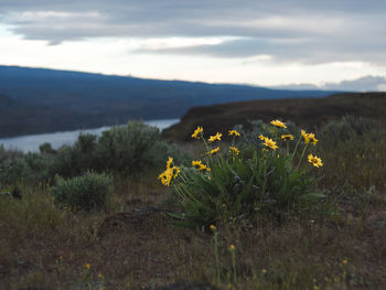 Close-up of yellow crocus flowers growing in field