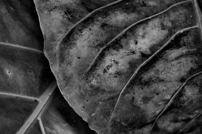 Full frame shot of plant