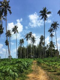 Papaya and coconut groves behind the pine forest