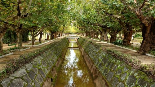 Panoramic view of trees in forest