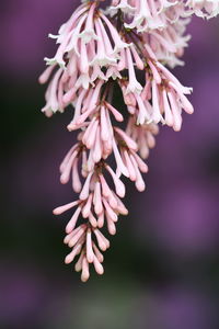 Close-up of pink flowering plant