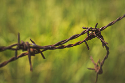 Close-up of barbed wire