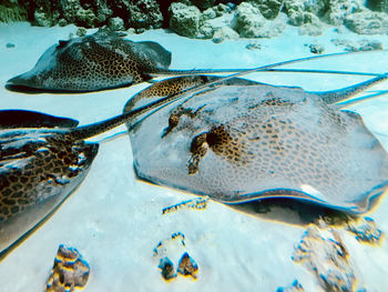 Fish swimming in sea