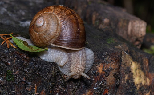 Close-up of snail on tree trunk