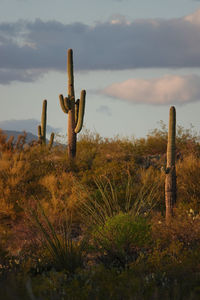 Cactus in field against sky