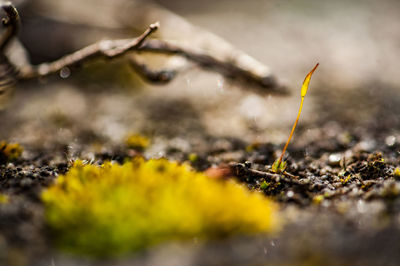 Close-up of plant