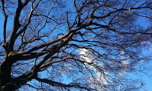 Low angle view of bare tree against blue sky