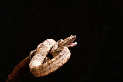 Close-up of snake againts black background