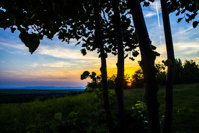 Silhouette trees on field against sky during sunset