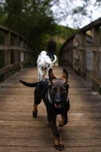 Portrait of dog on footpath