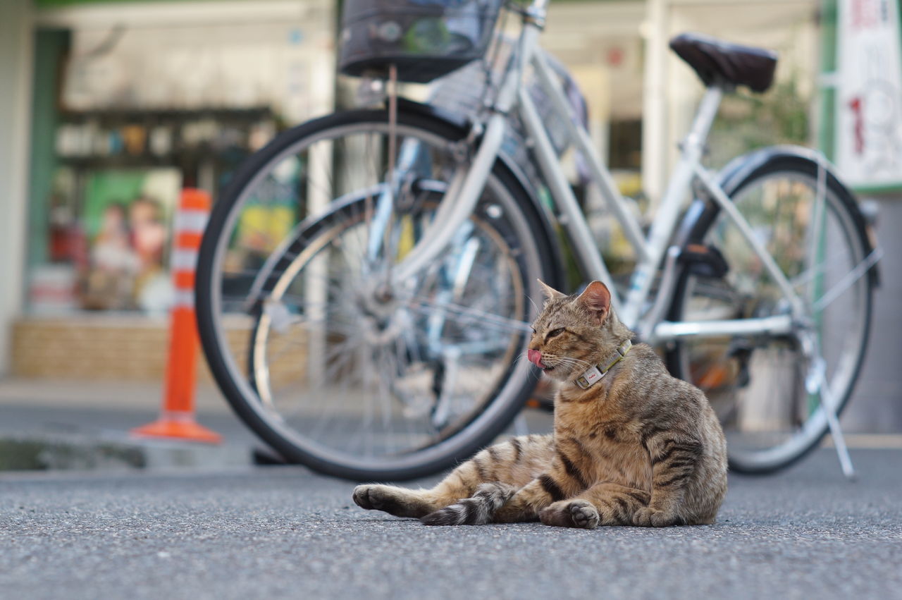 pets, animal themes, domestic animals, one animal, mammal, land vehicle, transportation, mode of transport, domestic cat, street, cat, car, bicycle, feline, focus on foreground, stationary, close-up, selective focus, road, outdoors