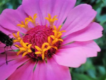 Close-up of pink flower blooming outdoors