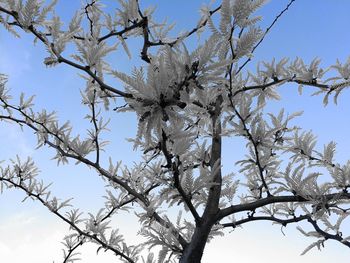 Low angle view of flower tree against sky