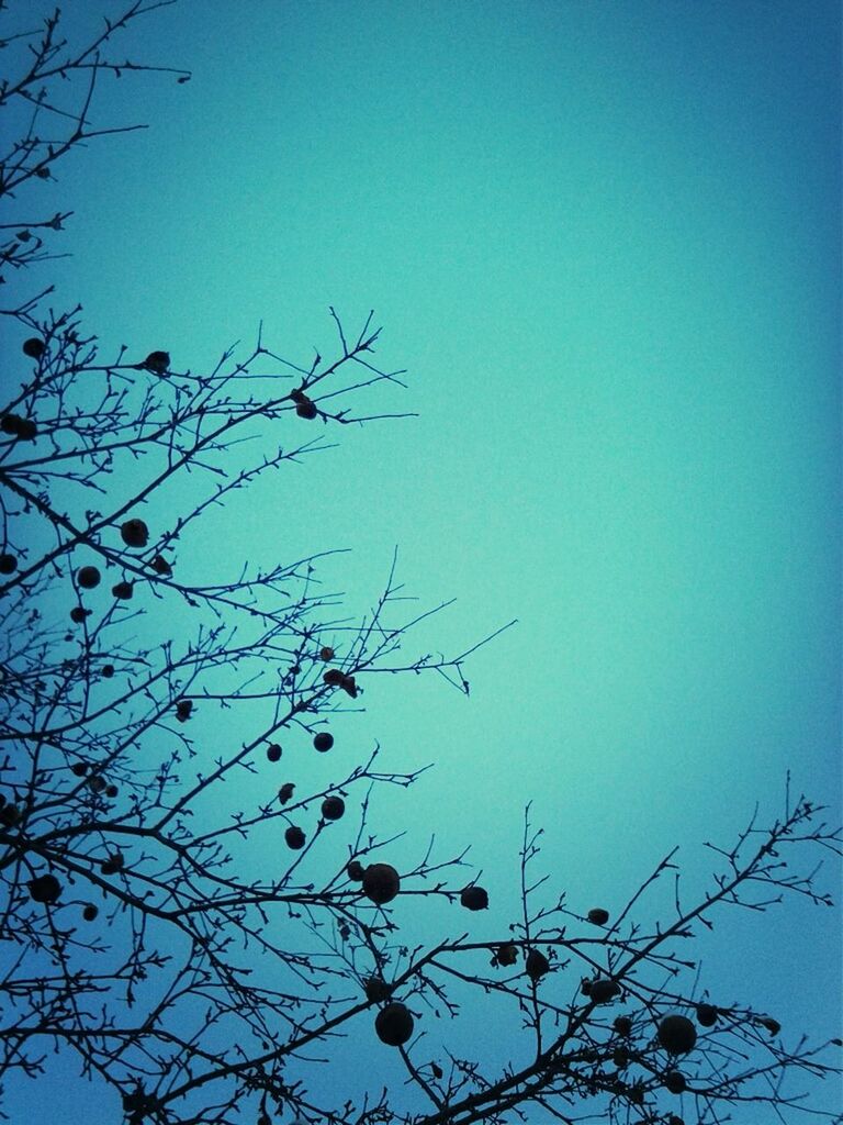 low angle view, clear sky, blue, branch, tree, copy space, nature, bare tree, growth, beauty in nature, high section, outdoors, tranquility, day, no people, sky, treetop, silhouette, scenics, sunlight