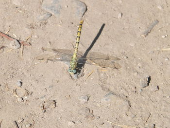 Close-up of insect