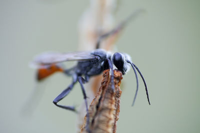 Close-up of damselfly on leaf