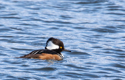 Duck swimming in lake