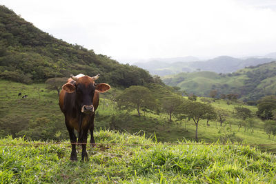 Horses grazing on grassy field