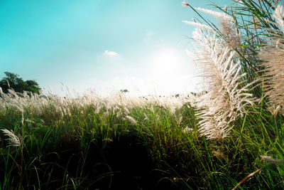 Close-up of stalks in field against sky